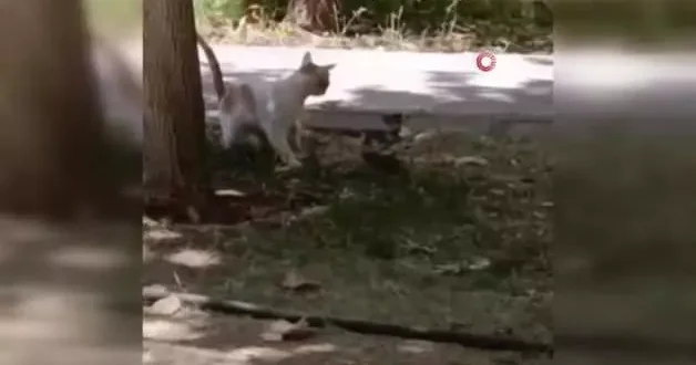 Kediye saldıran fare şaşırttı! Diyarbakır da alışılmadık anlar