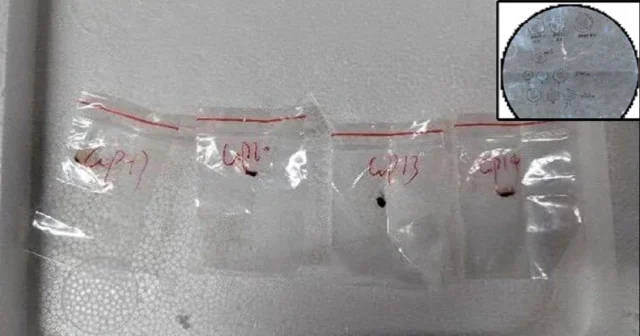 Zehirli mantar operasyonu: Hastalık yayacaklardı yakalandılar Asya Haberleri