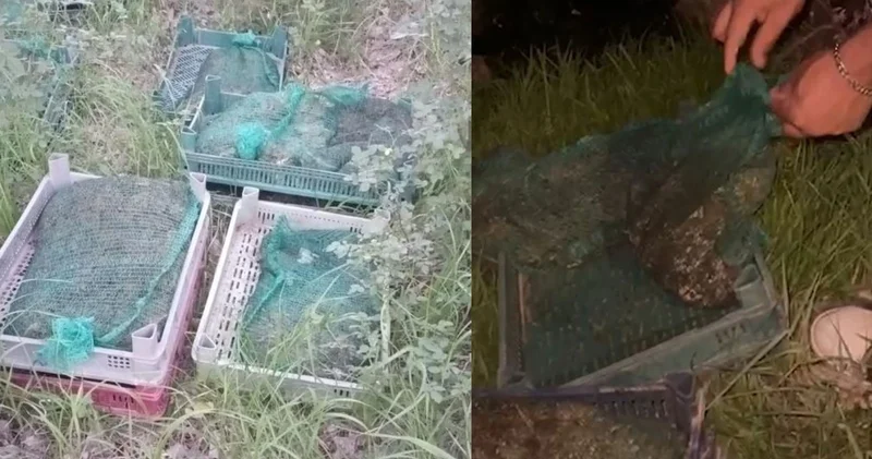 Kurbağa kaçakçıları yakalandı: 133 kilo canlı kurbağa ele geçirildi