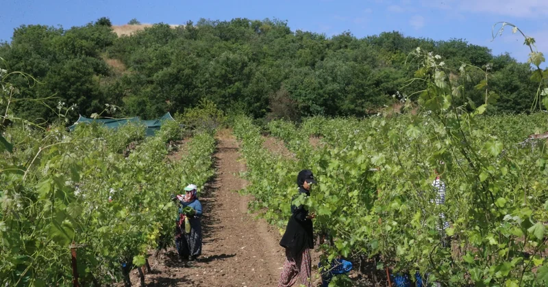 Tokat ta bağ yaprağı hasadı: 1500 kadın işçi 30 bin ton üretim Sözcü Gazetesi