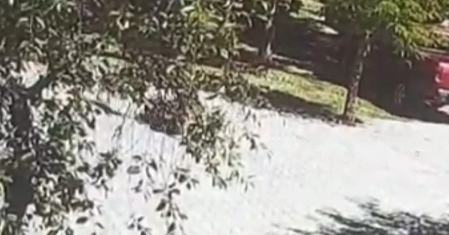 Sahipsiz köpeklerin saldırısına uğrayan çocuk canını son anda kurtardı: Korku dolu anlar kamerada VİDEO İZLE