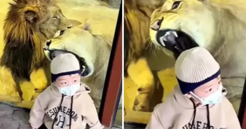 Tüyler ürperten anlar! Aslan küçük çocuğa saldırmaya çalıştı