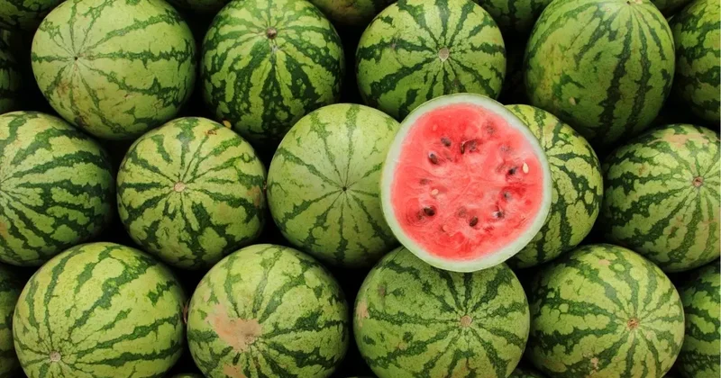 5 aşamada en tatlı karpuzu bulun! Karpuz seçmenin pratik yolları