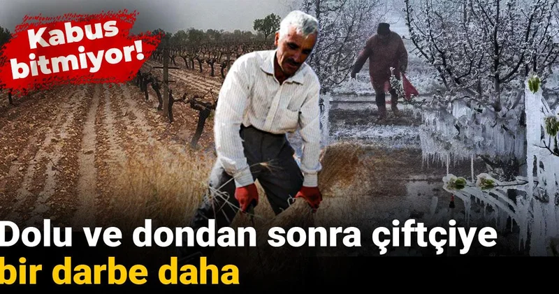 Kabus bitmiyor! Dolu ve dondan sonra çiftçiye bir darbe daha
