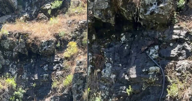 Sansar gündüz yılan avlarken görüntülendi