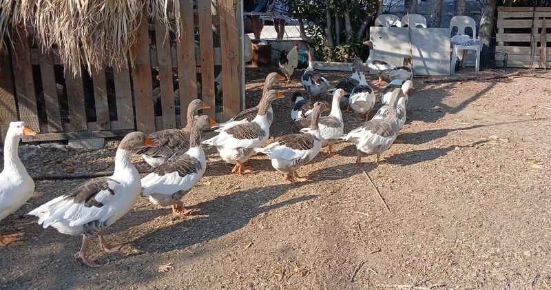 Yer Balıkesir... Kümese kapatılan kazlara şartlı tahliye geldi