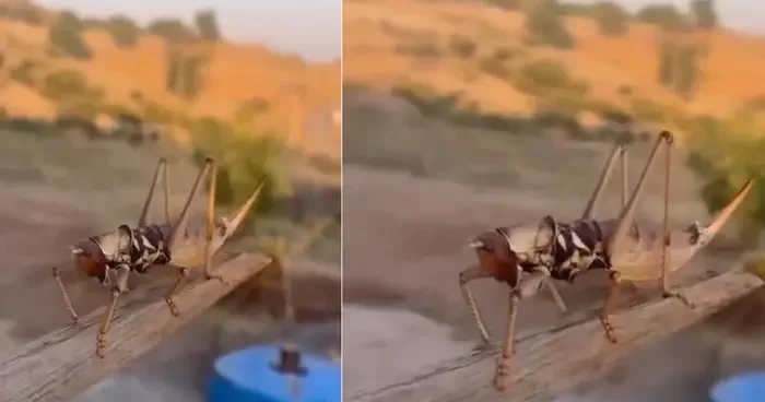 Et yiyen çekirge o ilimizde görüldü! Büyüklüğü 20 santimetreyi buldu, çıkardığı ses dikkat çekti