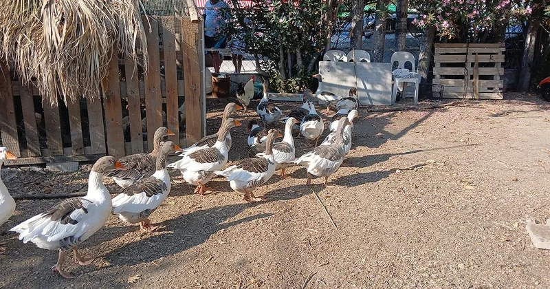 Kümese kapatılan kazlara tepkiler sonrası şartlı tahliye Sözcü Gazetesi