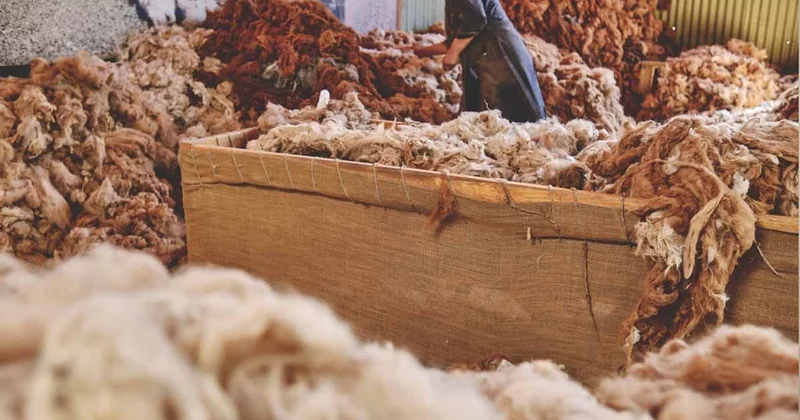 Yapay zekaya soruldu: Bir kazak için kaç koyun gerekir? Verdiği cevap, tüm emeği çarpıcı bir biçimde ortaya koydu Sözcü Gazetesi