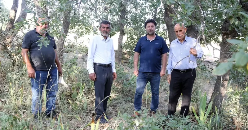 Siirt Adaçayı İçin Nöbet Tutuluyor