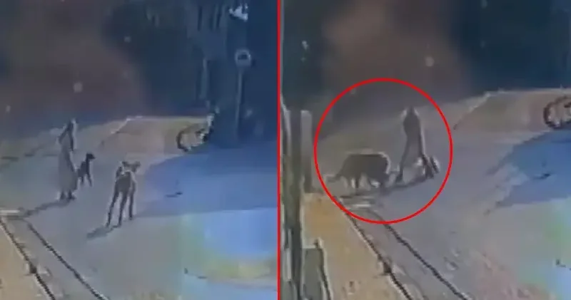 Sarıyer de sokak köpeklerinin saldırısı kamerada; kadın ve köpeği zor anlar yaşadı