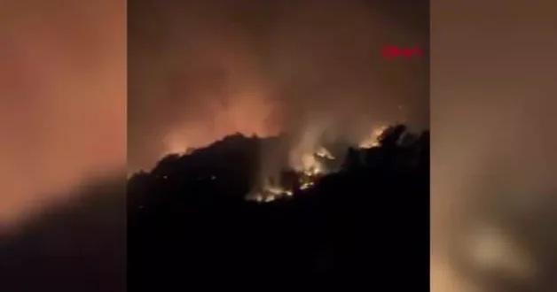 Sakarya daki orman yangınında hayvanların acı içerisindeki sesleri yürek dağladı