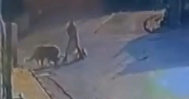 Sarıyer de sahipsiz köpek dehşeti VİDEO İZLE