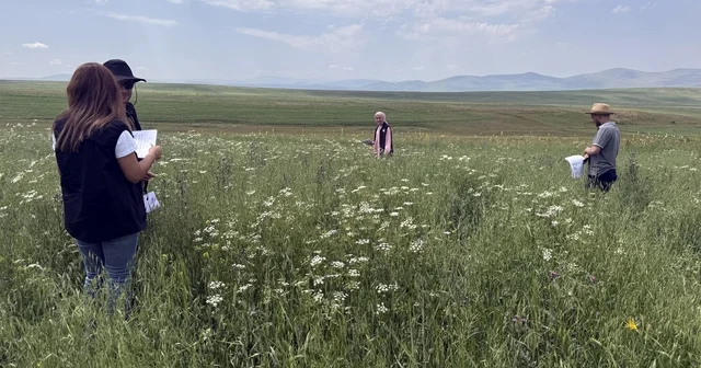 Ardahan da ziraat mühendisleri sahada tarımsal ürün tespiti yaptı Ardahan Haberleri