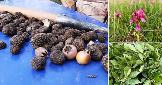 Defne, kestane ve trüf mantarı orman köylüsüne gelir kapısı oluyor Samsun Haberleri