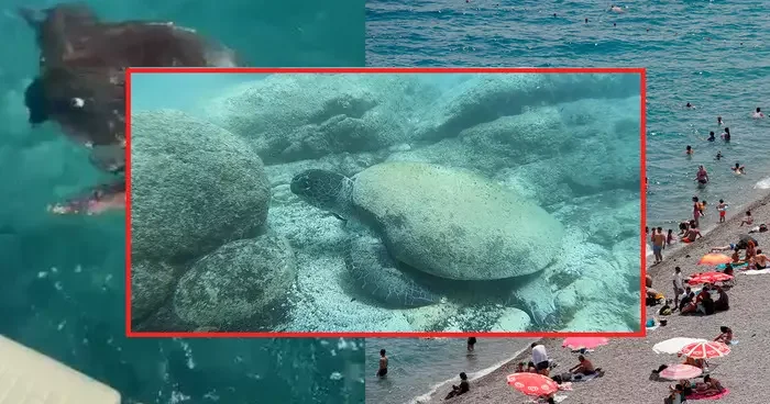 Caretta carettalar ısırabilir! Öğle saatlerinde denize girerken dikkat! Uzman isim nedenini açıkladı: Stres tepkisi olabilir”