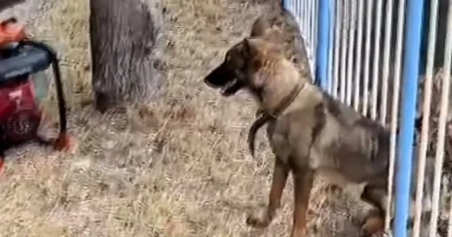 Hatay da demir korkuluklara sıkışan köpeği itfaiye ekipleri kurtardı VİDEO İZLE