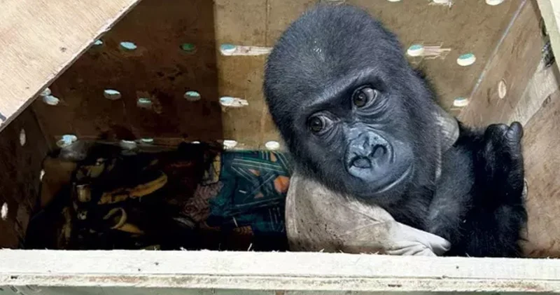 Bakışları ile tüm Türkiye nin kalbini çalmıştı! Yavru goril Zeytin memleketine dönüyor