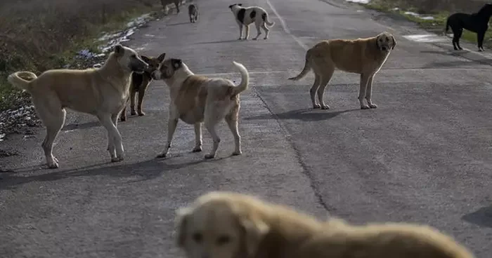 Son dakika... İstanbul Valiliği nden İvedilikle toplayın duyurusu: Başıboş sokak köpeği talimatı verildi...
