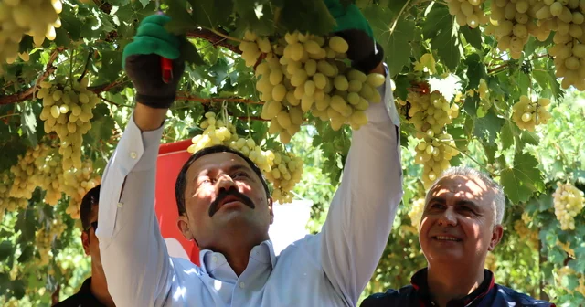 Hatay Hassa da üretilen üzümün hasadına başlandı Hatay Haberleri