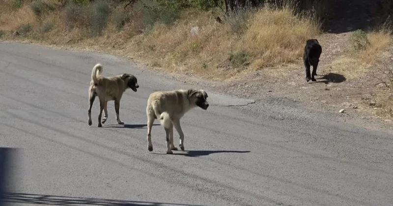 Dört gün sonra ölüme yenildi! Sahipsiz köpeklerden kaçarken otomobil çarptı! Son dakika haberleri