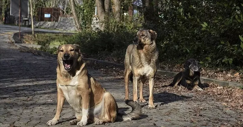 İstanbul Valiliğinden yeni sokak köpeği kararı!