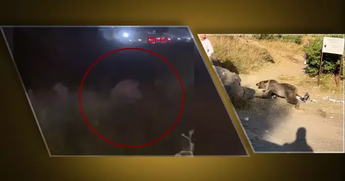 Antalya daki aslan saldırısından sonra şimdi de ayı saldırısı! Kucağında bebekle dolaşırken...