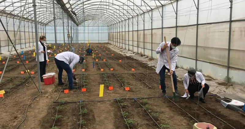 Az suyla daha çok domates: Çiftçilere umut veren buluş Sözcü Gazetesi