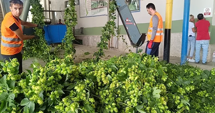 Türkiye de sadece bu ilçede yetişiyor... Yeşil altın olarak adlandırılan bitkinin hasadı başladı