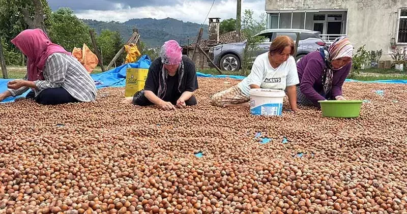 Ordu’da üreticilerin fındık kurutma mesaisi başladı