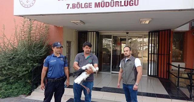 Adana da yaralı bulunan leylek tedaviye alındı Adana Haberleri