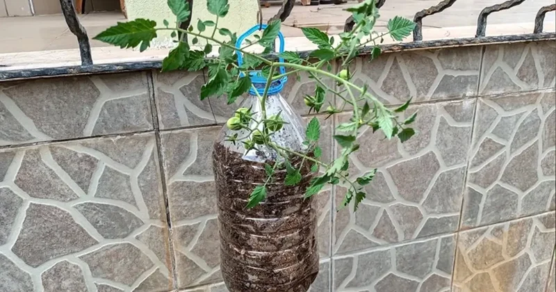 Bu yöntemle markete veya manava gitmenize gerek kalmayacak! 2 ayda çıkıyor