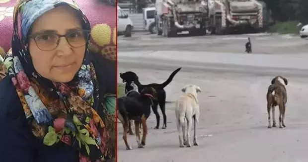 İzmir haberleri Yer: İzmir! Köpeklerden kaçarken canından oldu 21 Ağustos 2025