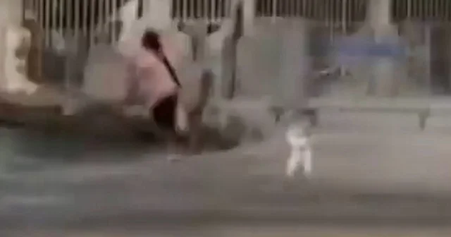 Erol Köse nin kızı serbest bıraktığı köpekten korkup denize atlayan kızı kahkahalarla izledi VİDEO İZLE