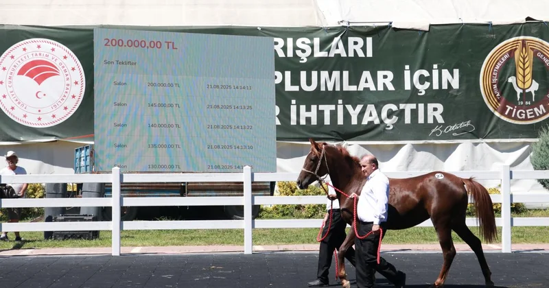 TİGEM, 58 tayın satışından 25 milyon lira gelir elde etti