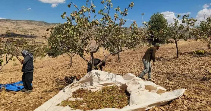 Siirt’te fıstık hasadında sona gelindi