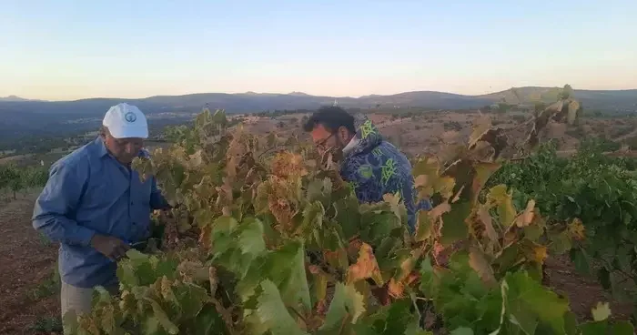 Üzümünü hasada kadar korumak isteyen çiftçinin sıfır maliyetli çözümü kuşları uzaklaştırıyor