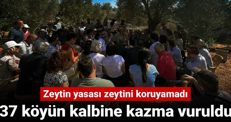 Zeytin yasası zeytini koruyamadı! 37 köyün kalbine kazma vuruldu
