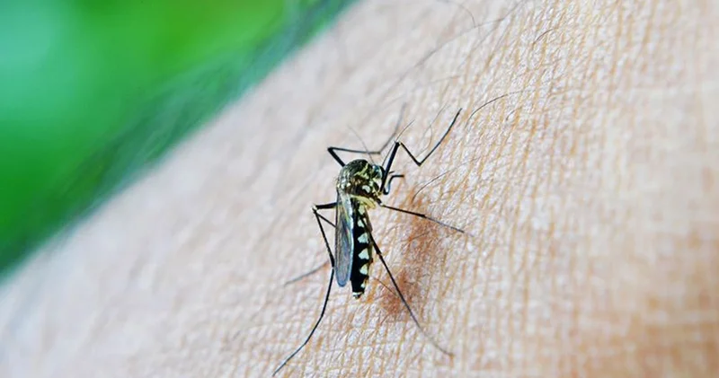 Güney Çin’de salgın endişesi: Chikungunya vaka sayısı artıyor
