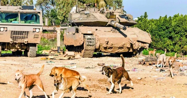 İsrail in Gazze’de sebep olduğu insani kriz zirvede: Köpekler cenazeleri yiyor Ortadoğu Haberleri