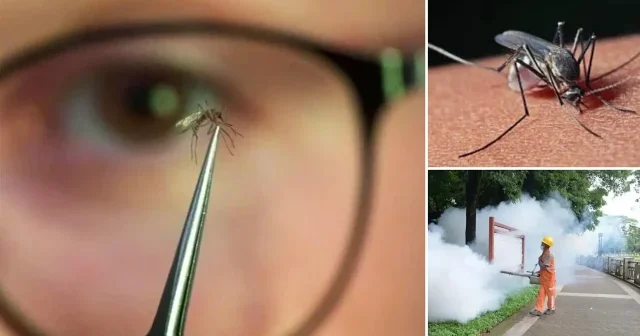 Chikungunya salgını yayıldı: Çin de halk sağlığı acil durumu ilan edildi Asya Haberleri