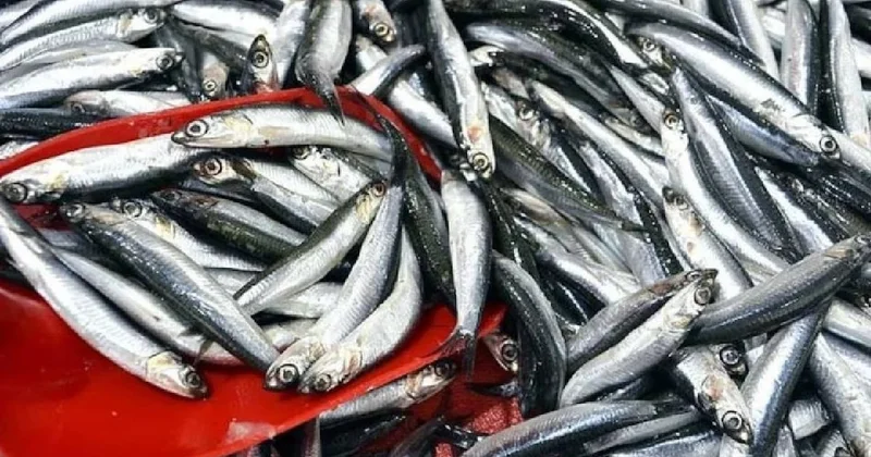 Trabzon da hamsi ve istavrit bolluğu: 150 liradan satışa sunuluyor Sözcü Gazetesi