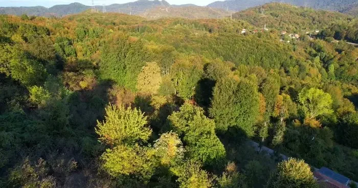 Zonguldak ormanlarında sonbahar renkleri havadan görüntülendi