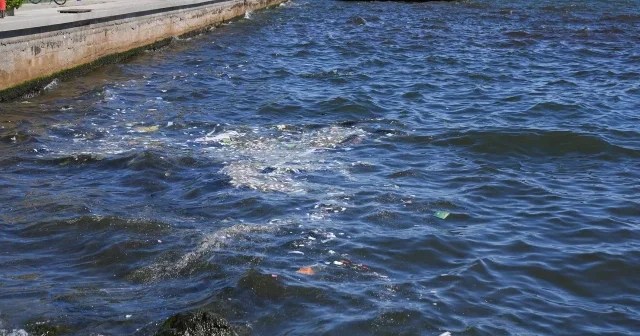 İzmir Körfezi nde kirliliğe bağlı balık ölümleri sürüyor: Çocuklarımıza durumu anlatamıyoruz VİDEO İZLE