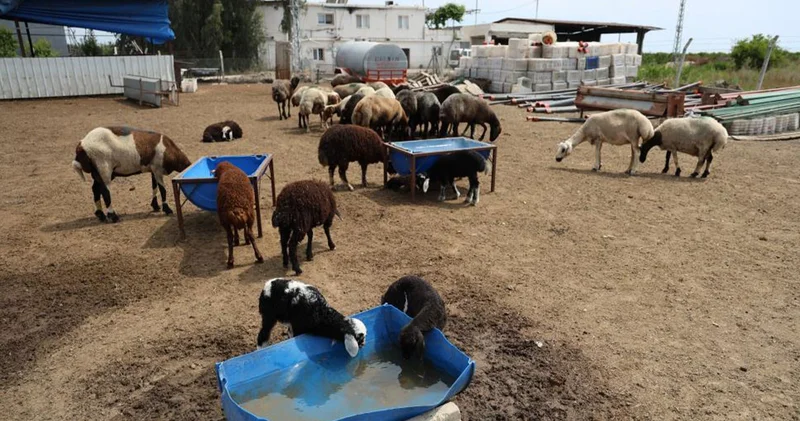Akıl dışı olay! Meraya dökülen zehirli gıdalar onlarca koyunu telef etti