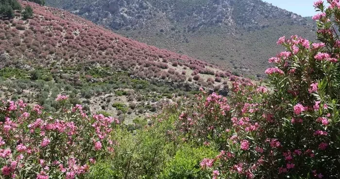 Adana’da dağlar zakkumların çiçek açmasıyla pembeye boyandı