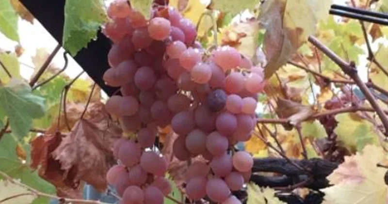 Kaş Margaz üzümü Coğrafi İşaret tescili aldı