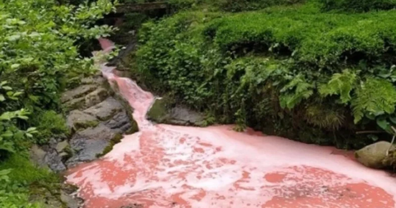 Rize Valiliği nden çevre kirliliği iddiasına yanıt Son dakika haberleri