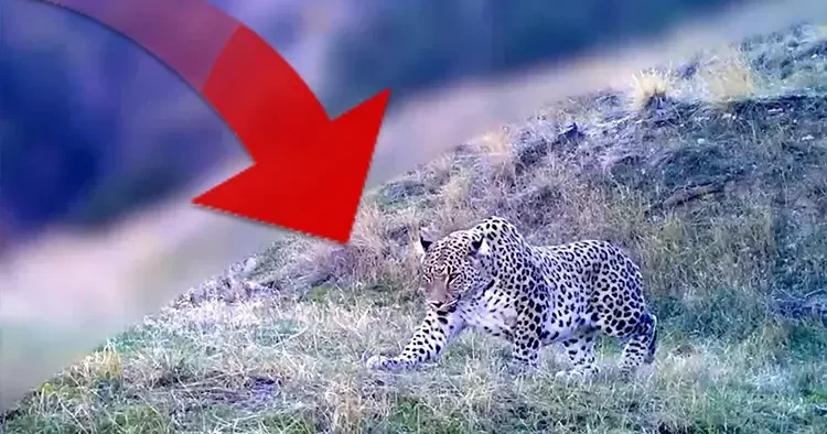 Nesli en tehlikede kategorisinde! Fotokapana yansıyan görüntüyü Bakan Yumaklı paylaştı