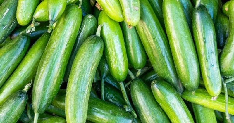 Raflardan toplatılıyor! Marketlerde satılan salatalık acilen geri çağırıldı!
